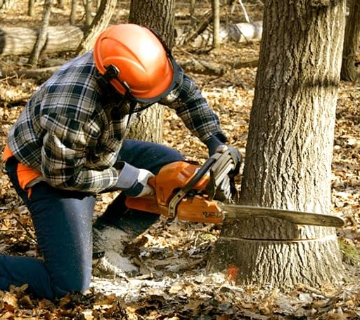 Tree Removal in Volga, SD